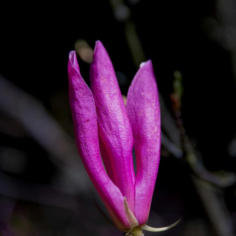 Magnolia Extract — natural source material