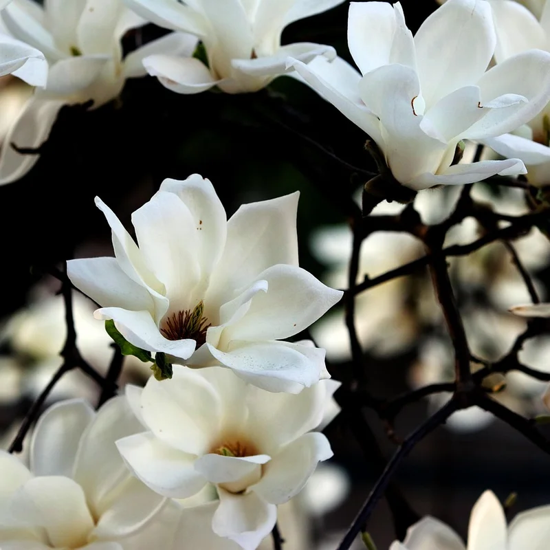 Magnolia Officinalis Bark Extract — natural source material