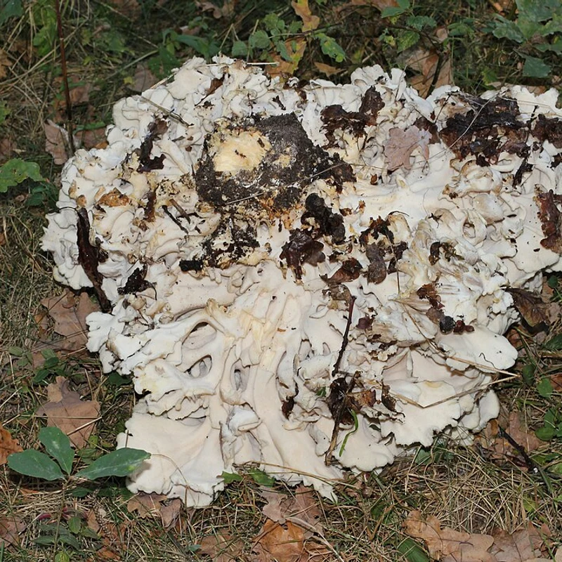 Maitake Powder — natural source material