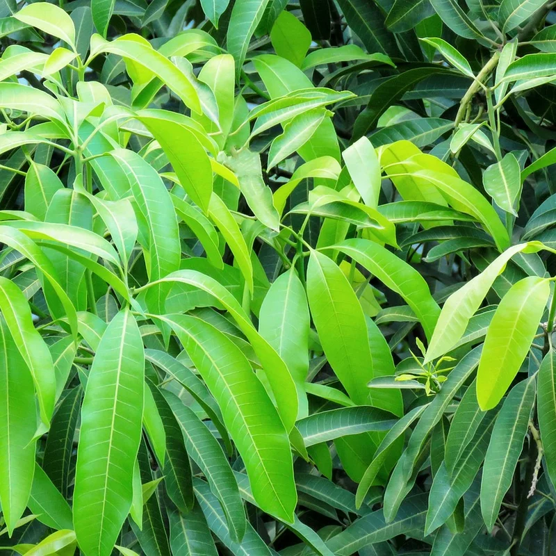 Mango Extract — natural source material