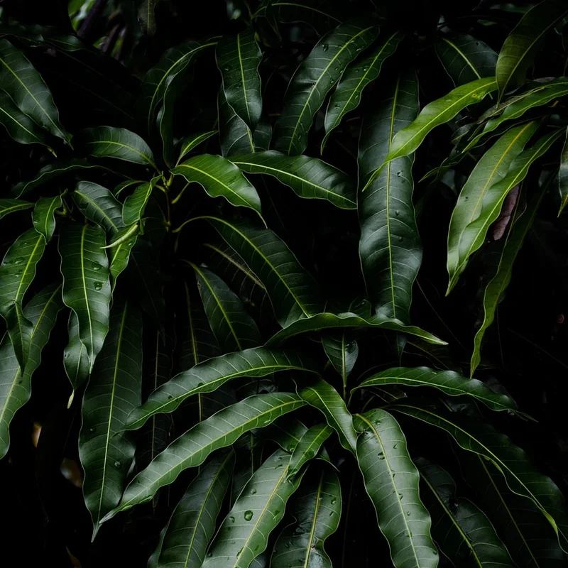 Mango Powder — natural source material