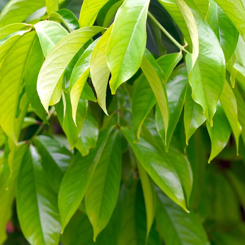 Mango — natural source material