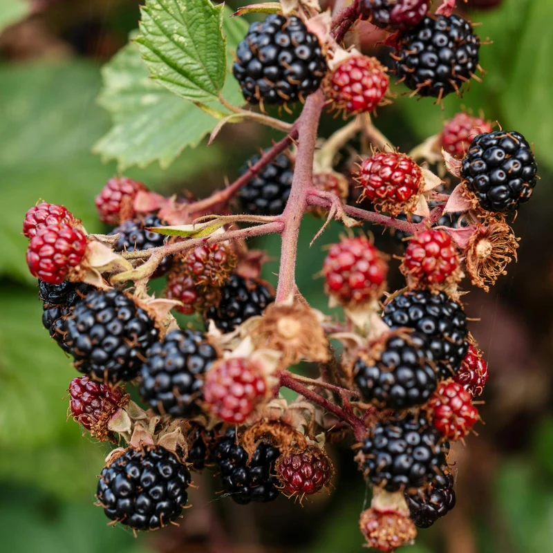 Maqui Berry