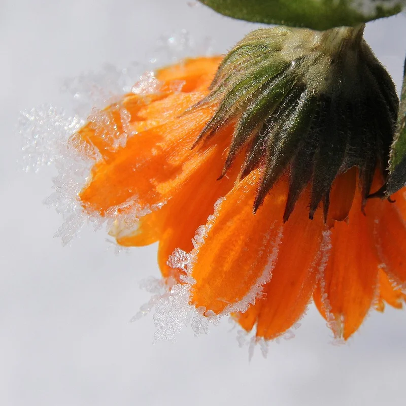 Marigold Extract, natural source material