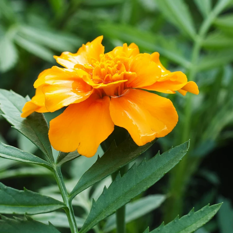 Marigold Extract, natural source material