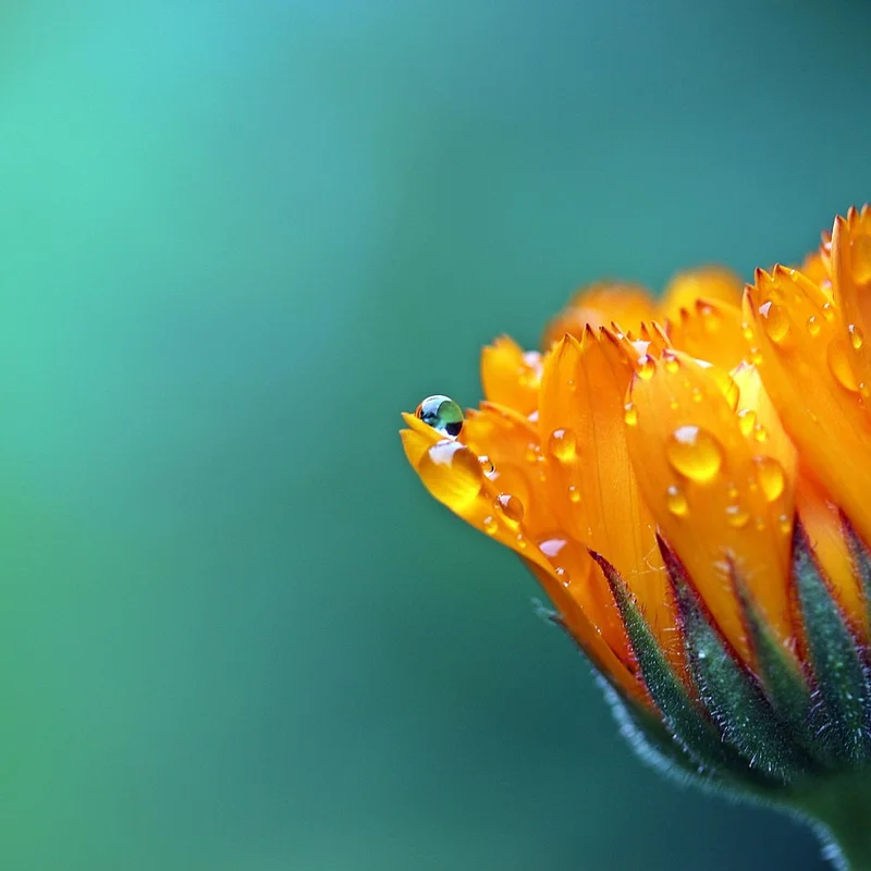 Marigold Flower Extract — natural source material