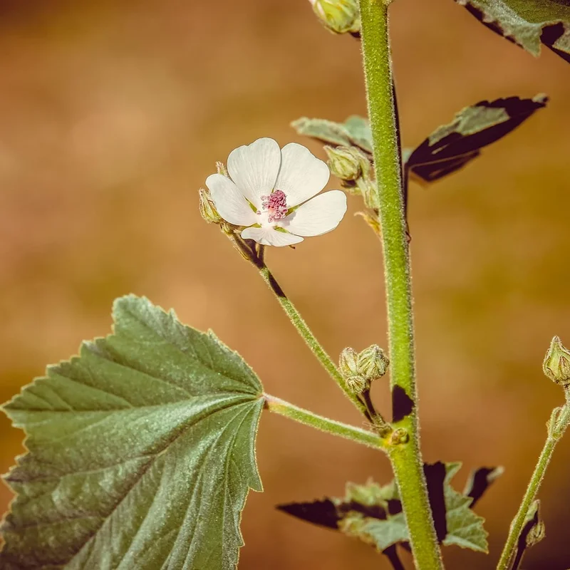 Marshmallow Powder — natural source material