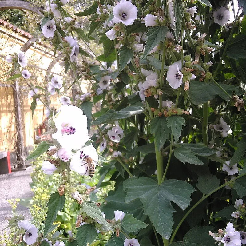 Marshmallow Root — natural source material