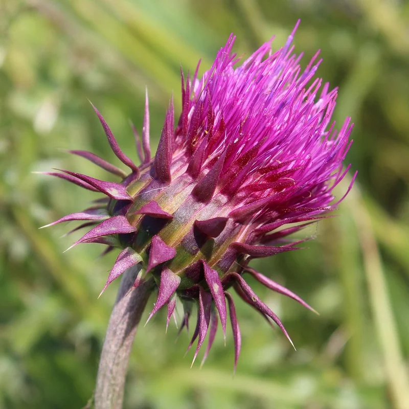 Milk Thistle Extract — natural source material