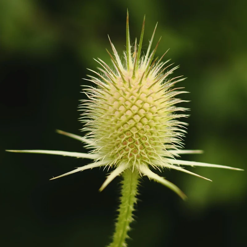 Milk Thistle Seed — natural source material