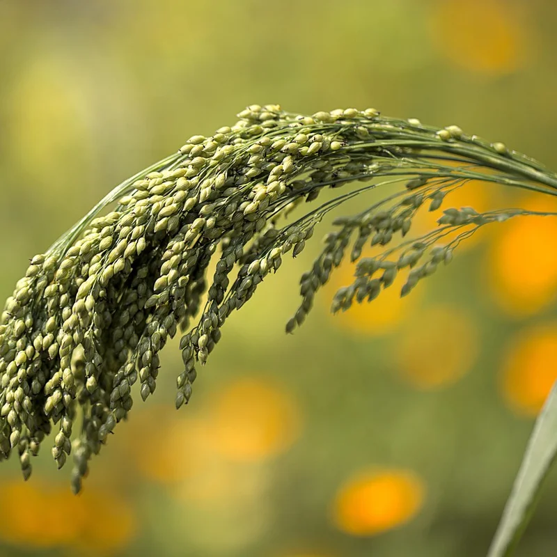 Millet Sprout Powder — natural source material