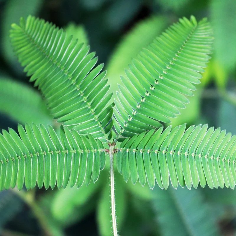 Mimosa Pudica Extract — natural source material