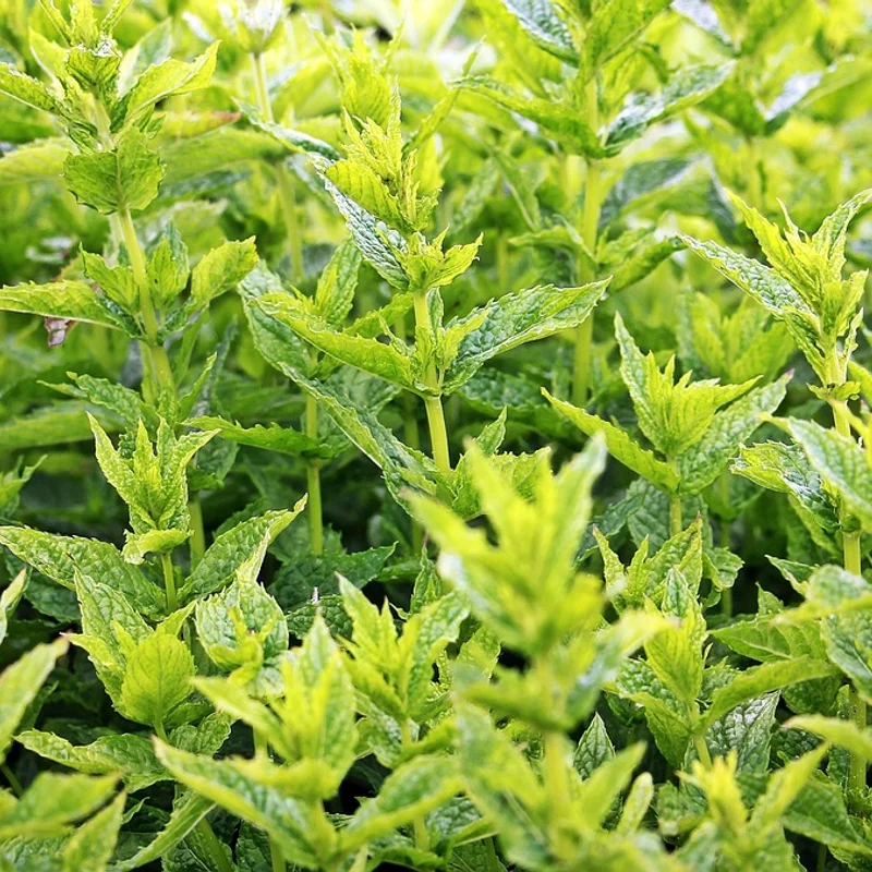 Mint Extract — natural source material
