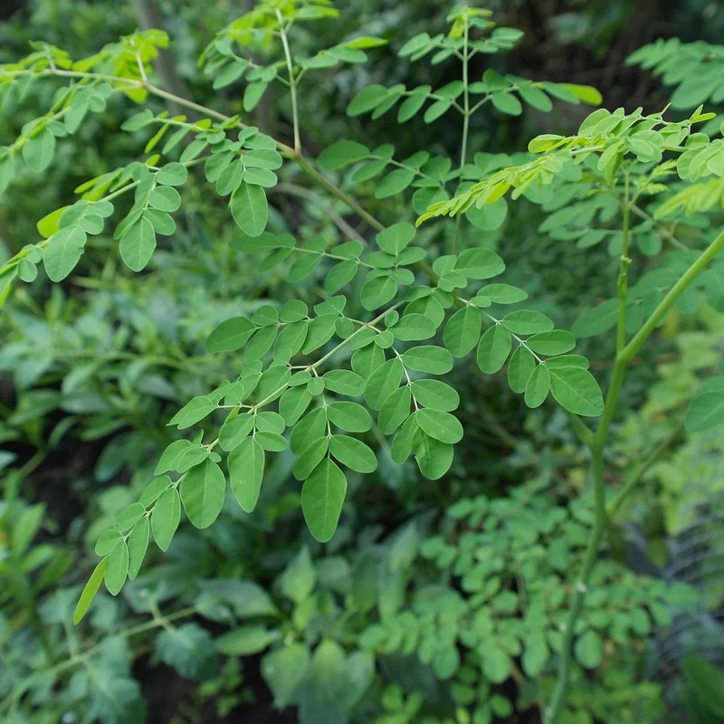 Moringa Leaf Powder — natural source material
