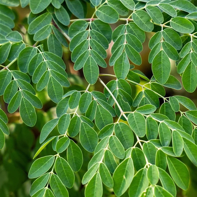 Moringa Oleifera Seed Extract — natural source material