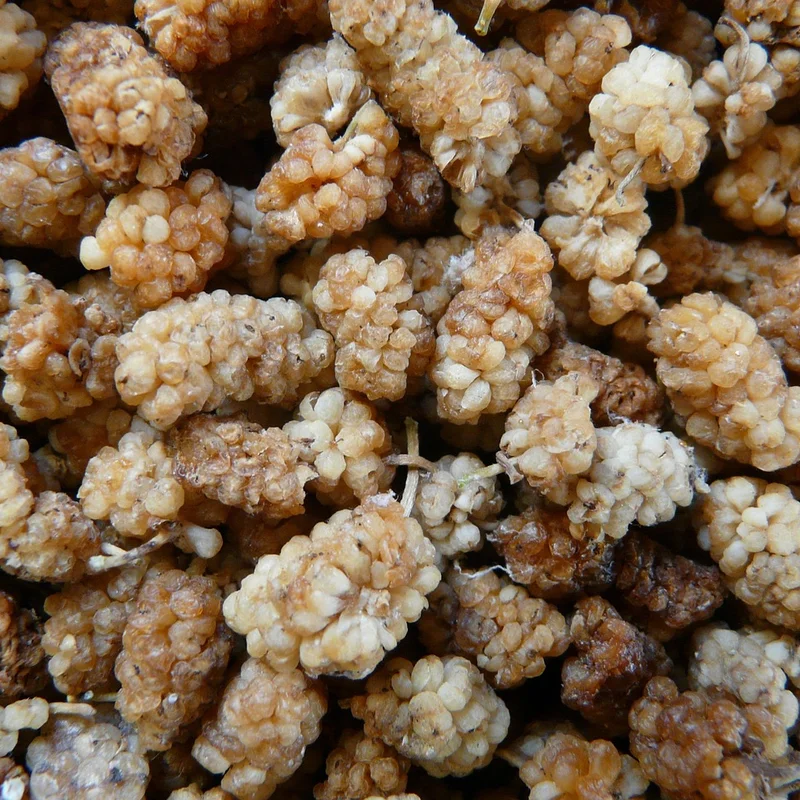 Morus Alba — natural source material