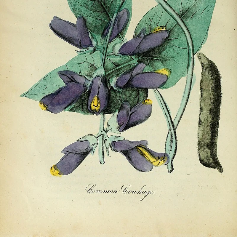 Mucuna Pruriens Root Extract — natural source material