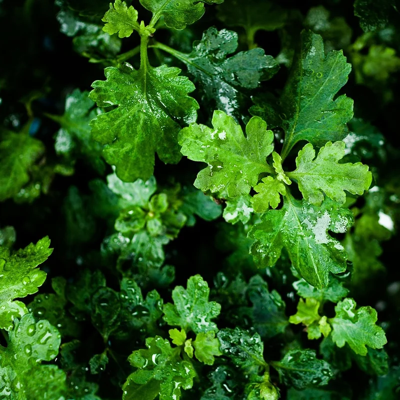 Mugwort Extract — natural source material