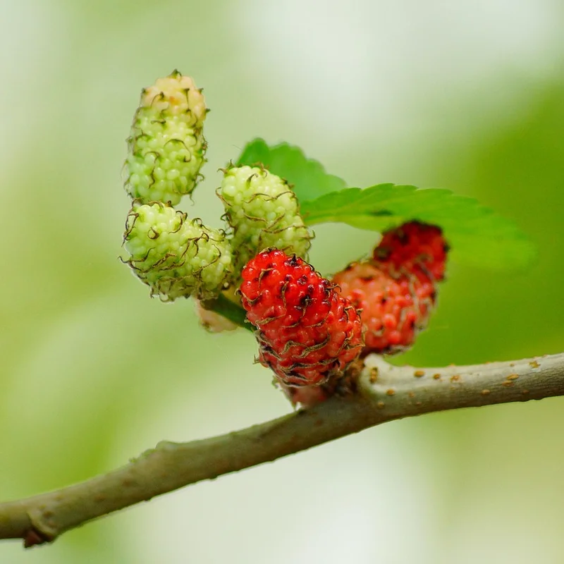 Mulberry Fruit Extract — natural source material
