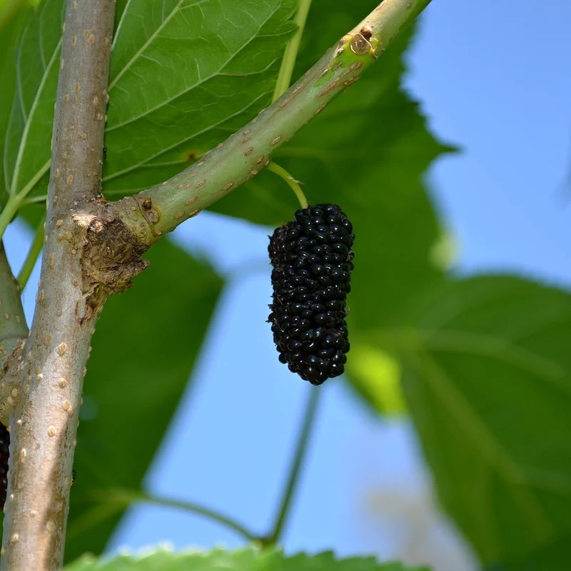 Mulberry Fruit Powder — natural source material