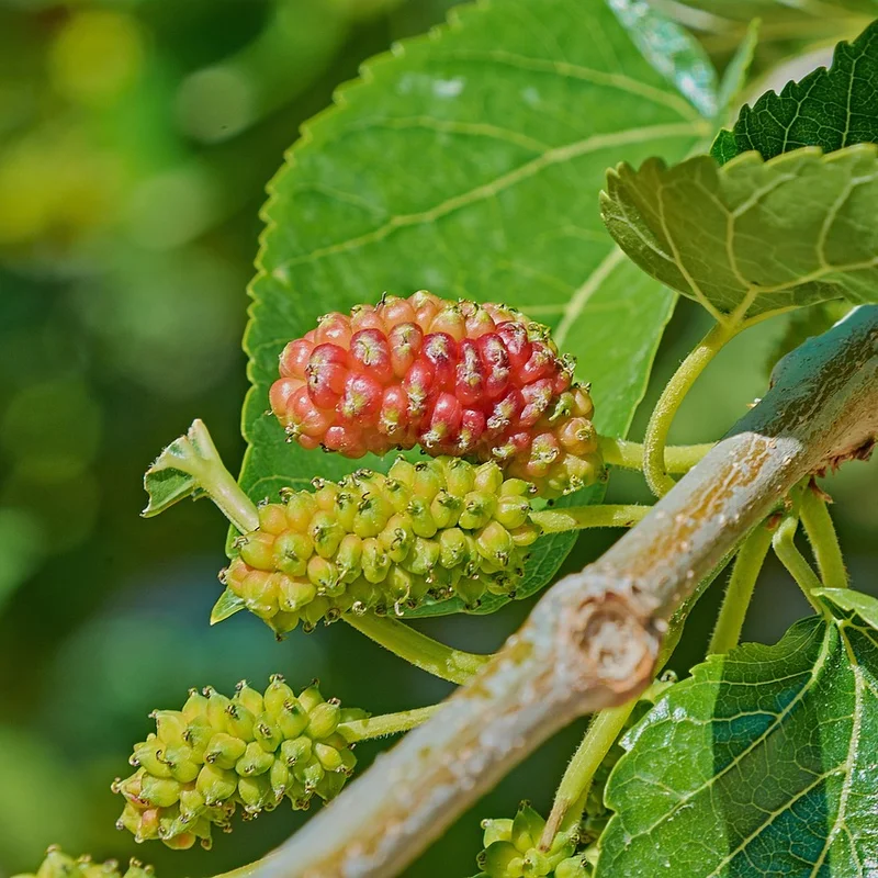 Mulberry Leaf Extract — natural source material