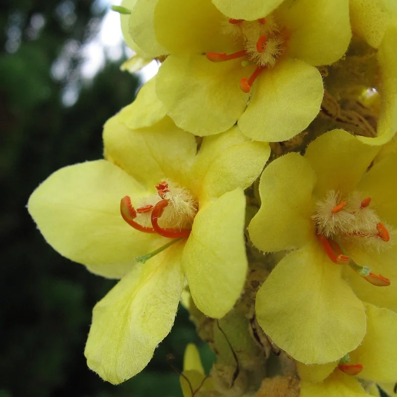 Mullein Extract — natural source material