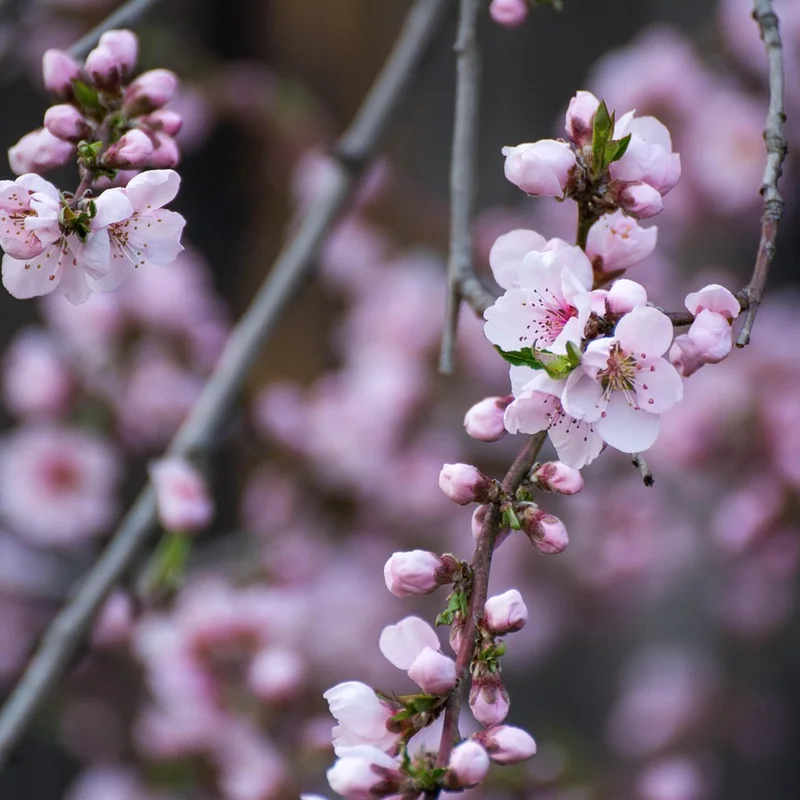 Nectarine Juice — natural source material