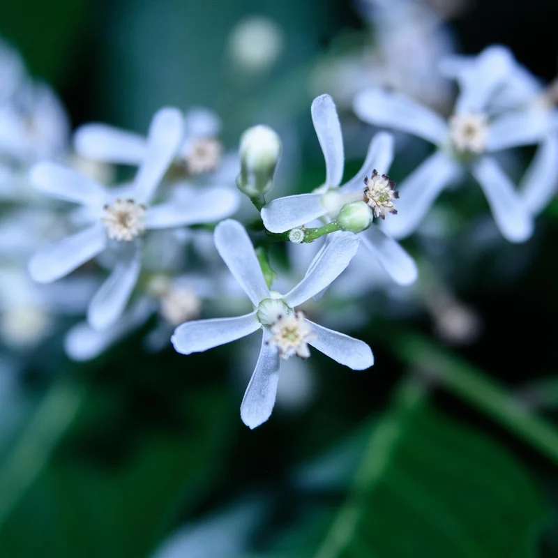Neem Leaf — natural source material