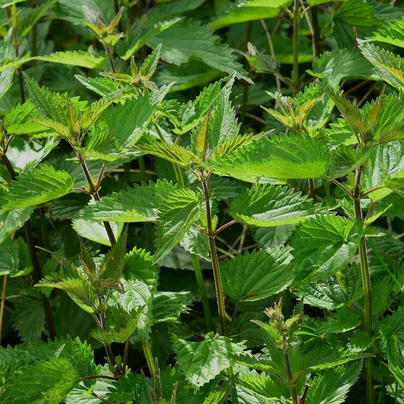 Nettle Leaf Extract — natural source material