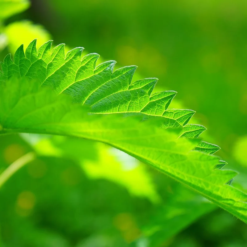 Nettle Root Extract — natural source material