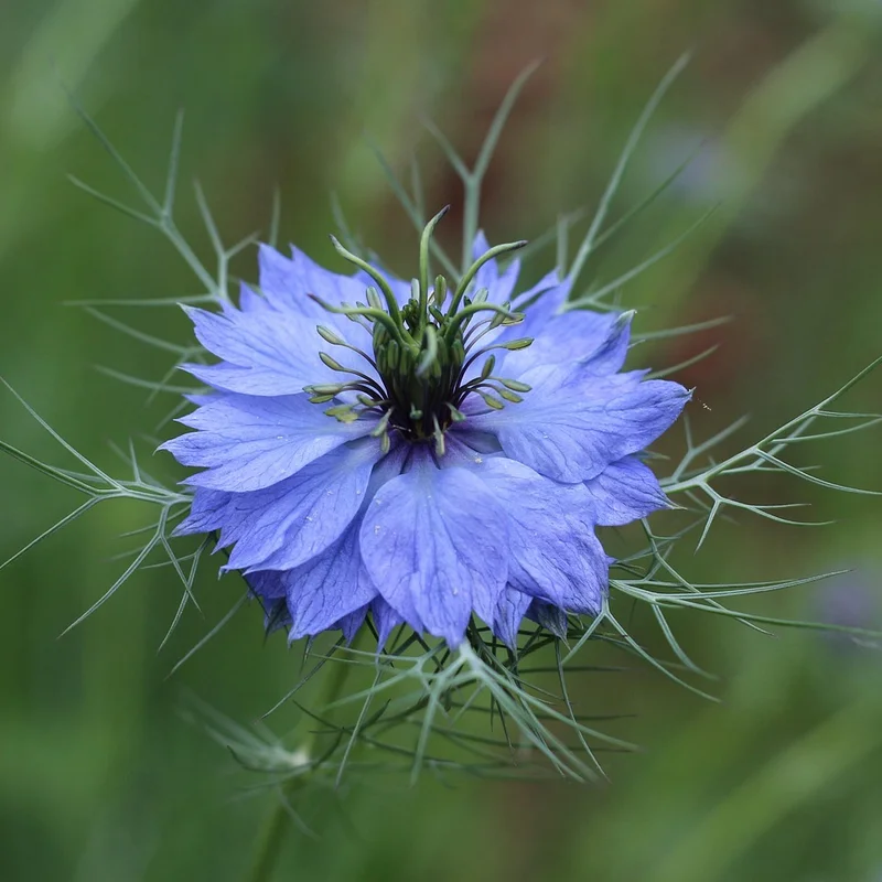 Nigella Seed — natural source material