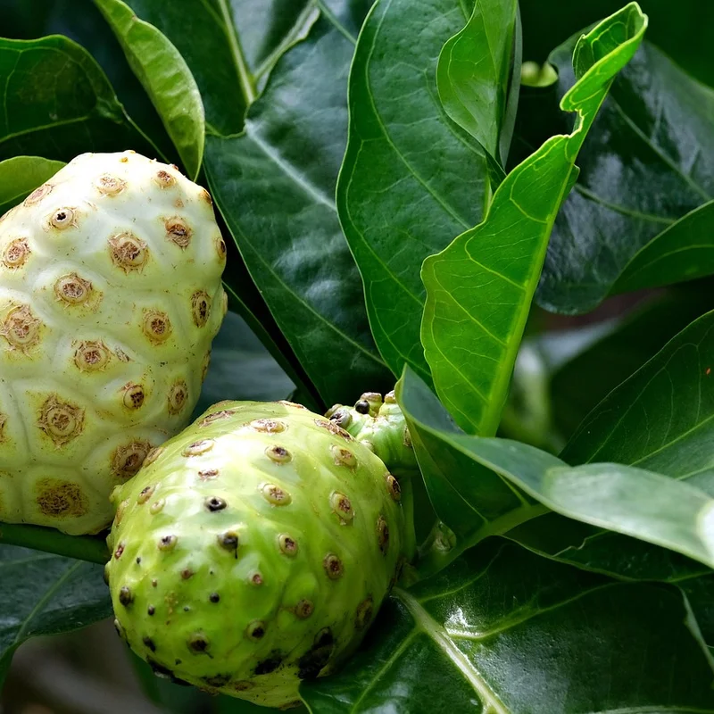 Noni Fruit Extract — natural source material