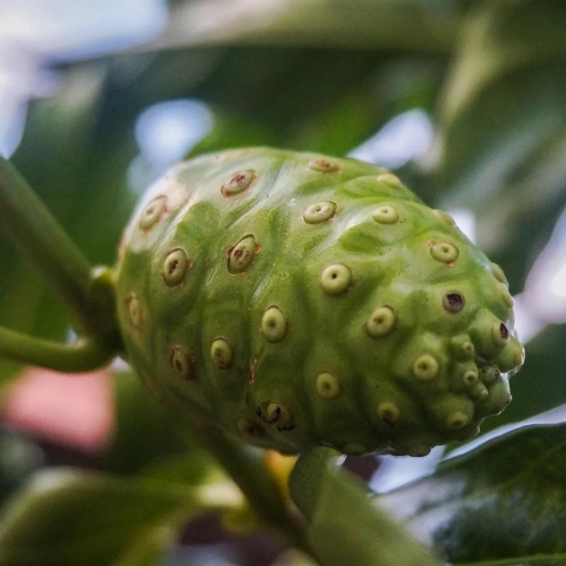 Noni Fruit — natural source material