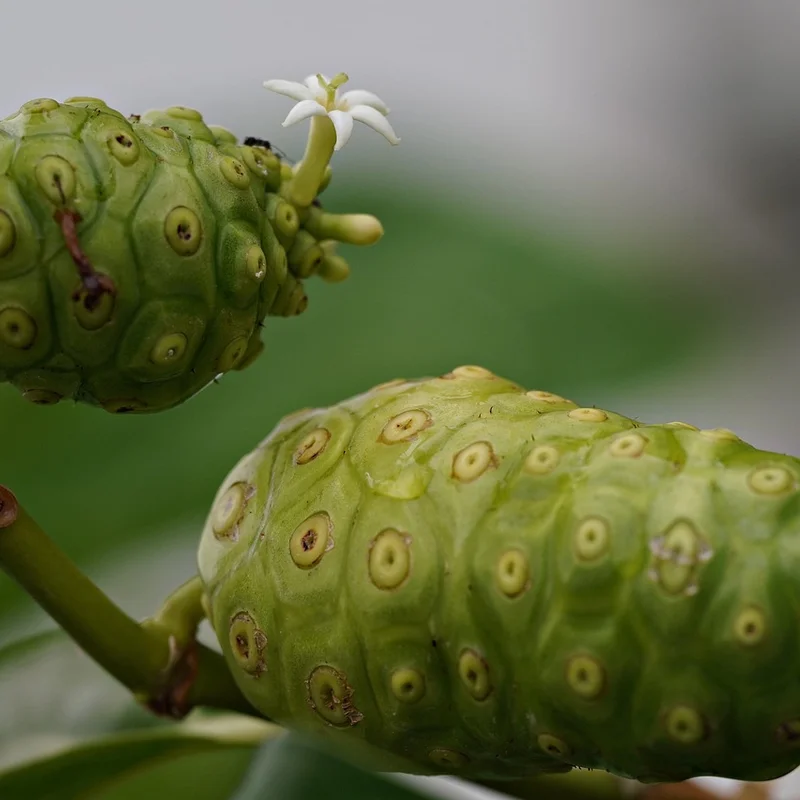 Noni Powder — natural source material