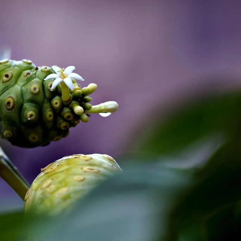 Noni Root and Stem Extract — natural source material