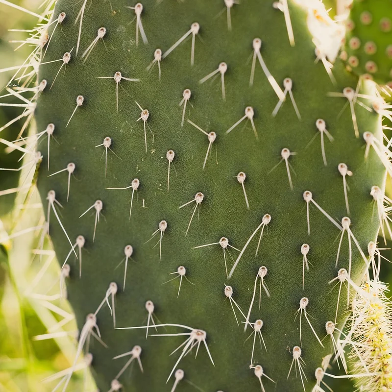 Nopal Cactus Powder — natural source material