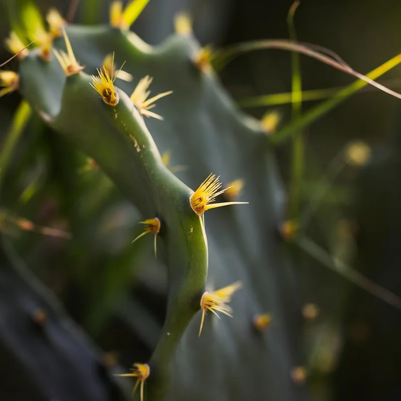 Nopal — natural source material