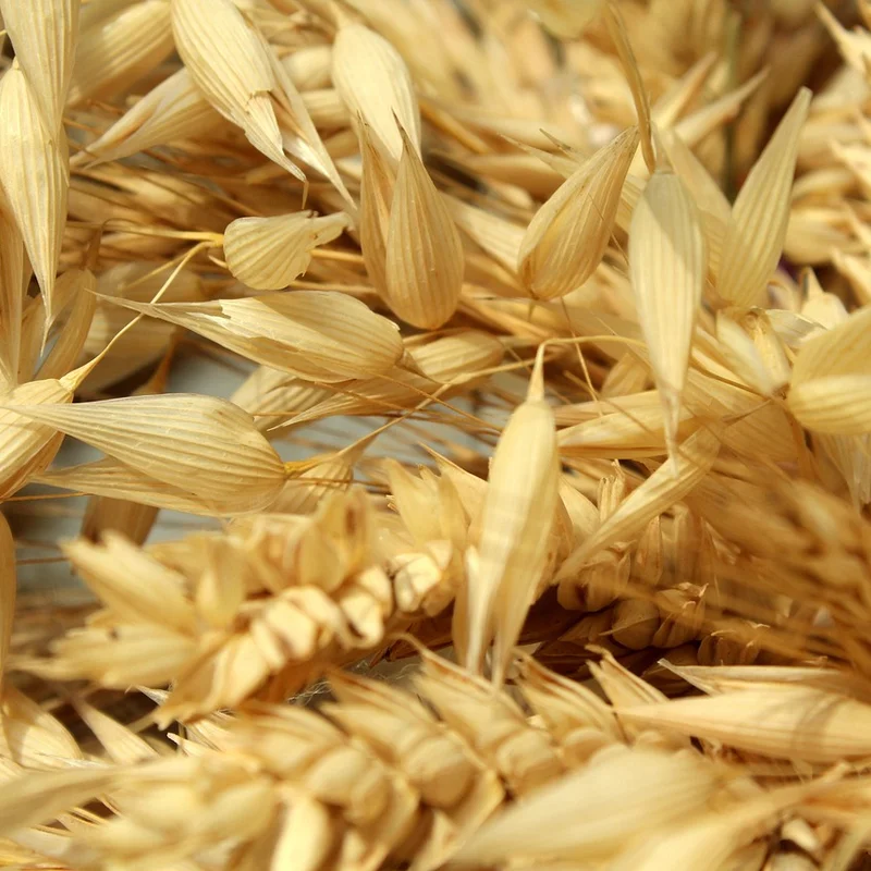 Oat Straw Extract — natural source material