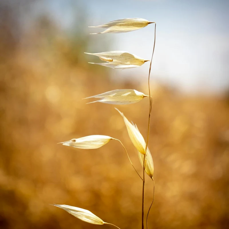 Oat Straw — natural source material