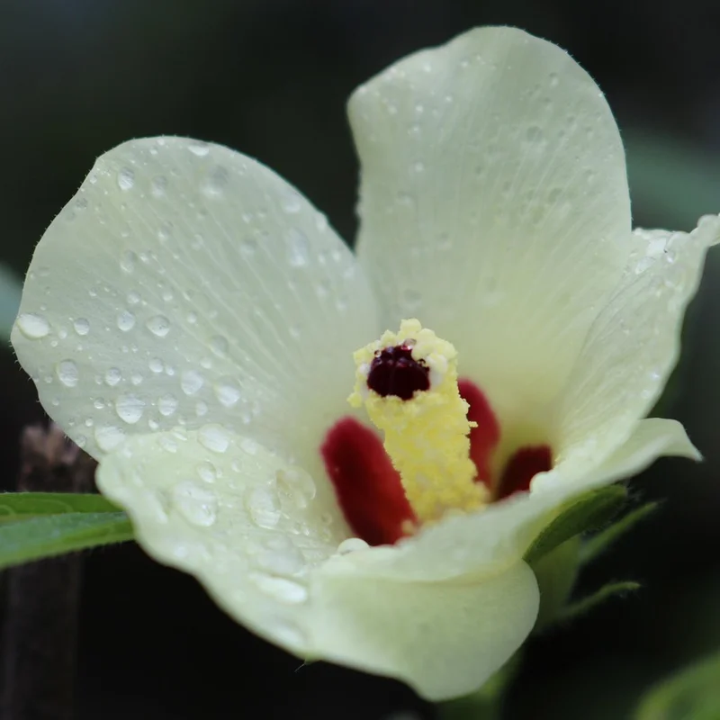 Okra Extract — natural source material