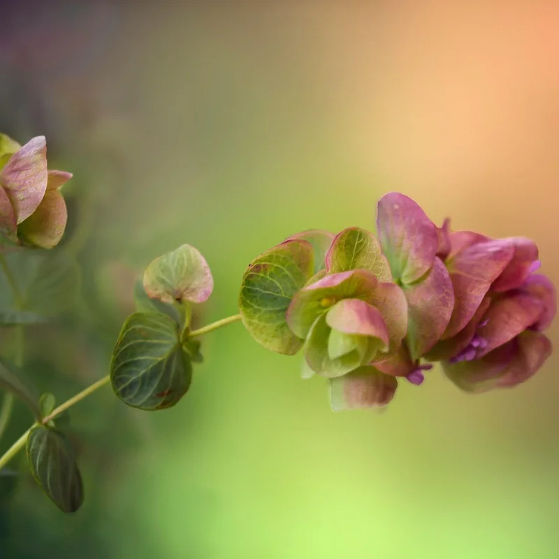 Oregano Leaf Extract — natural source material