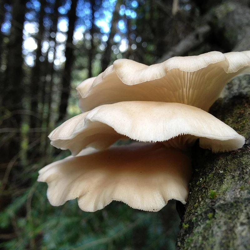 Oyster Mushroom Powder — natural source material