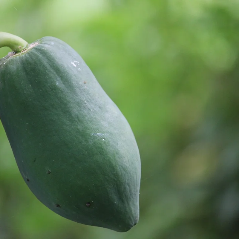 Papaya Fruit Extract — natural source material