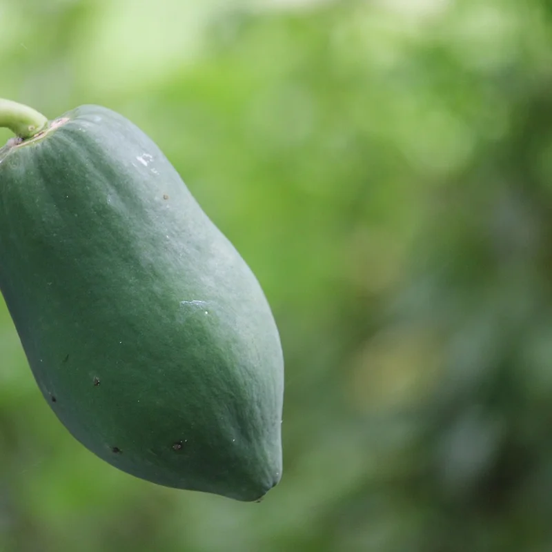Papaya Powder — natural source material