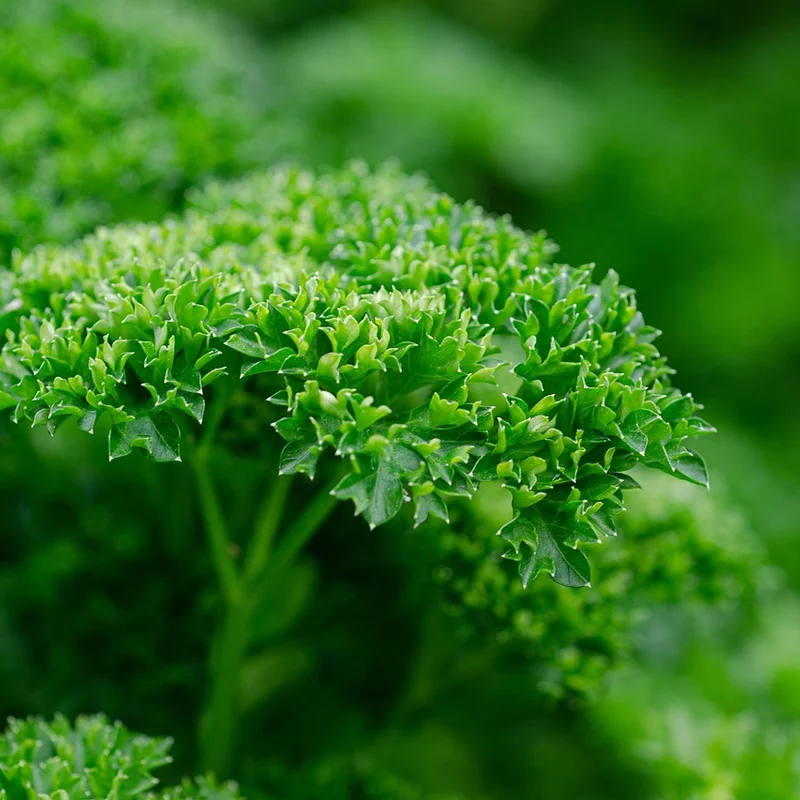 Parsley Leaf Extract — natural source material