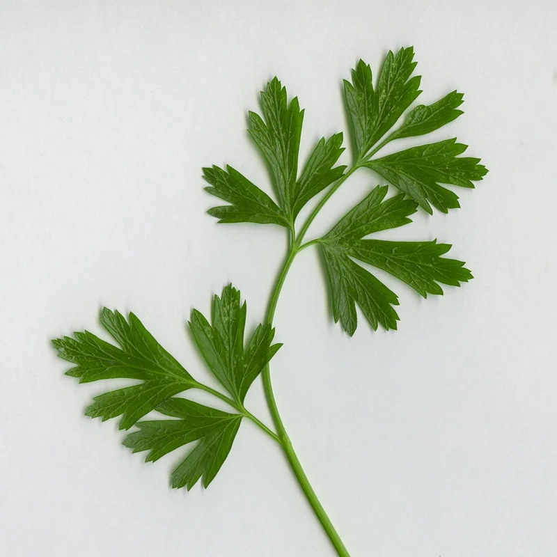 Parsley Leaf Powder — natural source material