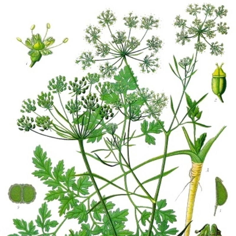 Parsley Powder — natural source material