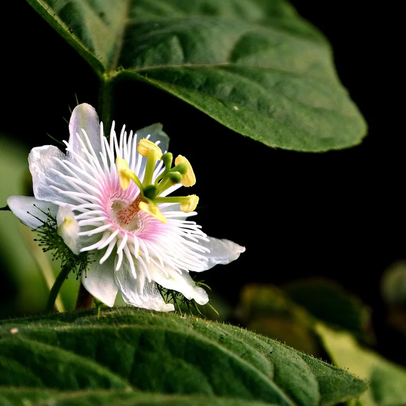 Passion Flower Extract — natural source material