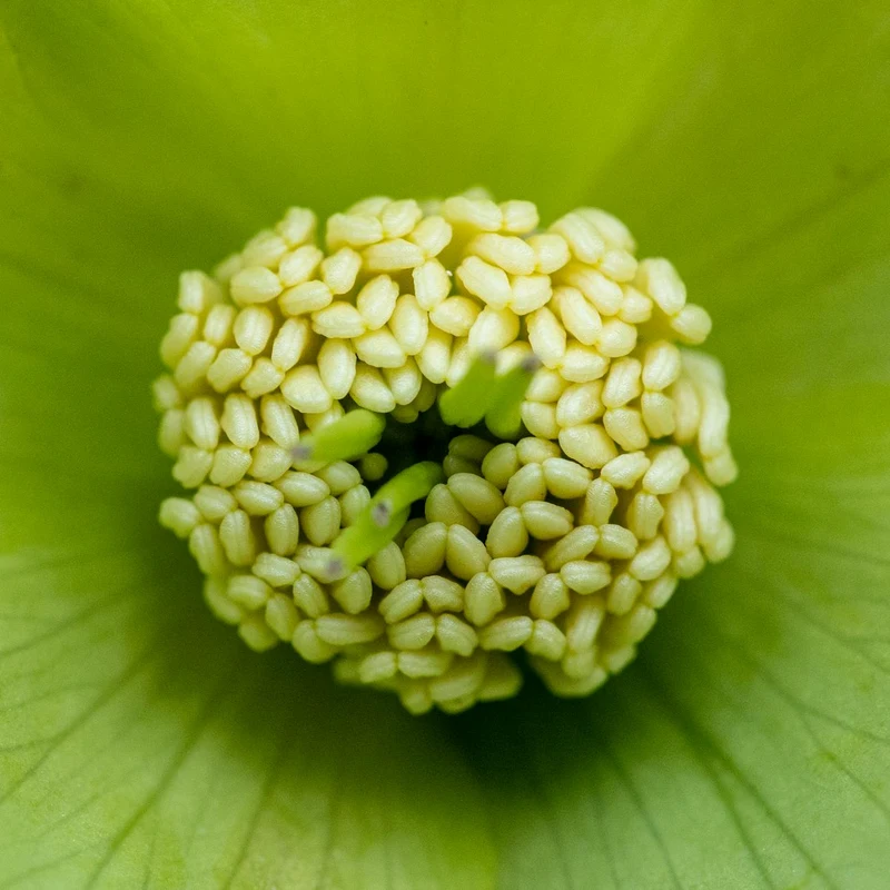 Passion Flower Powder — natural source material