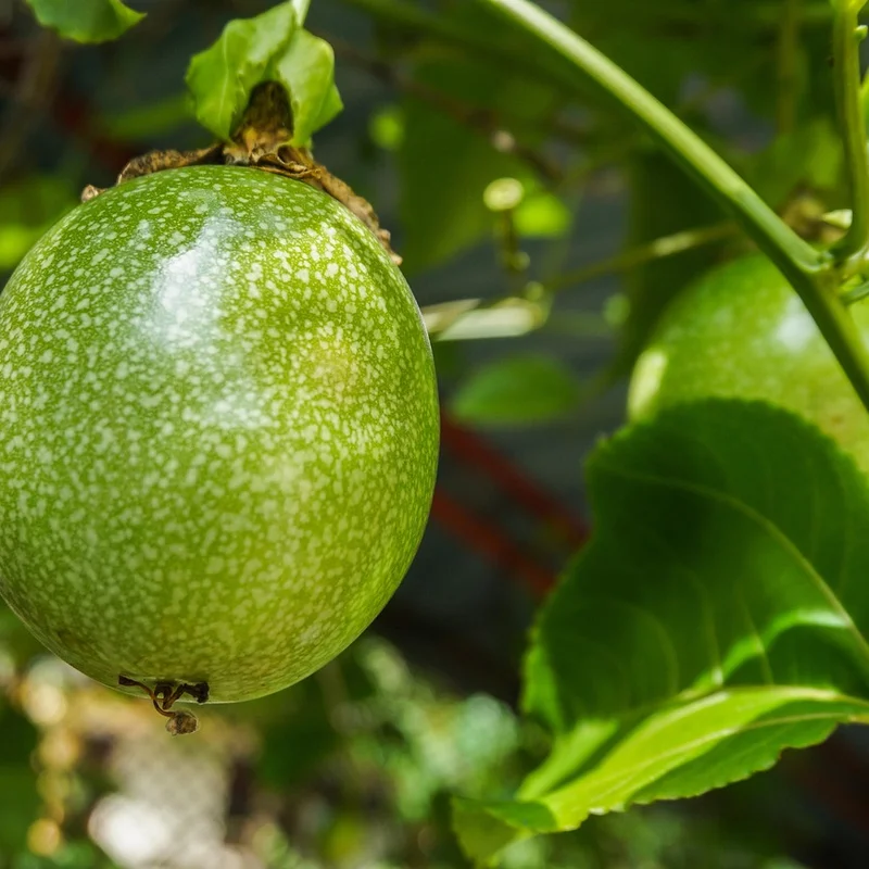 Passion Fruit Extract — natural source material